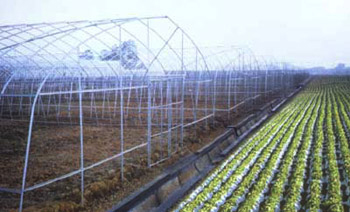 農(nóng)業(yè)大棚骨架大棚圖片2