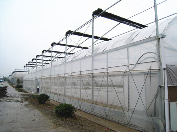 農(nóng)用連棟溫室大棚圖片5