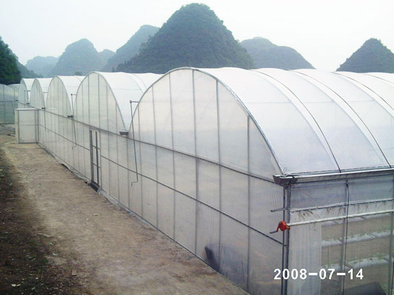 農(nóng)用連棟溫室大棚圖片4