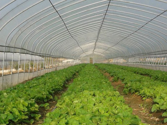 單棟農(nóng)業(yè)溫室大棚