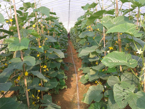 單棟農(nóng)業(yè)溫室大棚圖片1