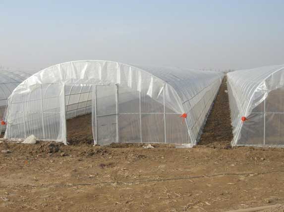 農(nóng)業(yè)大棚骨架大棚圖片4